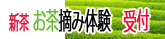 お茶摘み体験